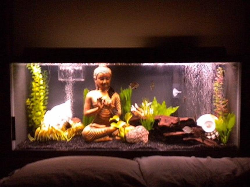 Rated #1770: 75 Gallons Freshwater Fish Tank - My 75 gallon brackish water tank.