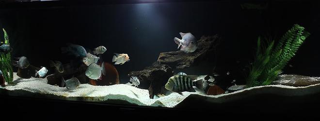 freshwater fish - metynnis argenteus - silver dollar - 300 Gallon Central American Cichlid tank.