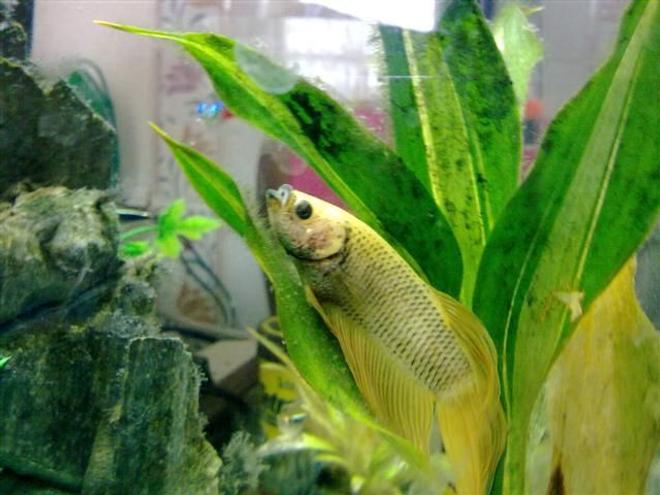 freshwater fish - betta splendens - betta - male stocking in 8 gallons tank - Betta Splender r.i.p