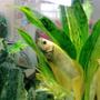 freshwater fish - betta splendens - betta - male stocking in 8 gallons tank - Betta Splender r.i.p