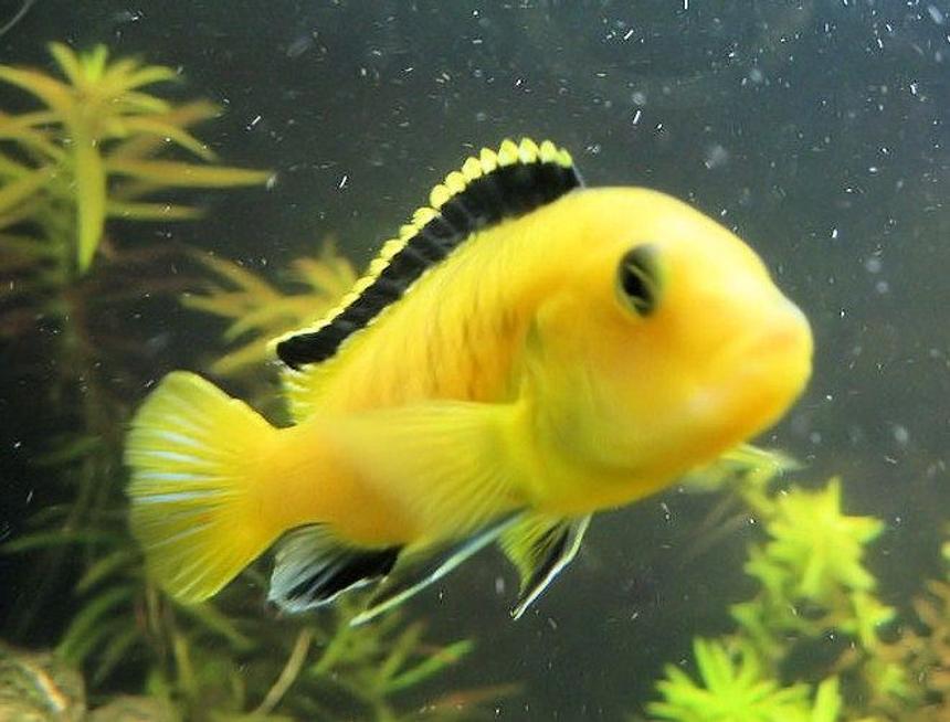 Rated #28: Freshwater Fish - Labidochromis Caeruleus - Electric Yellow Cichlid Stocking In 75 Gallons Tank - electric yellow