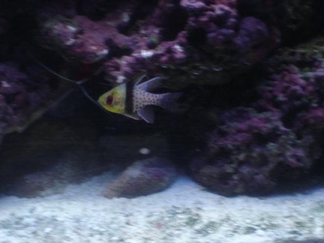 saltwater fish - sphaeramia nematoptera - spotted cardinalfish stocking in 75 gallons tank - Pajama Cardinalfish