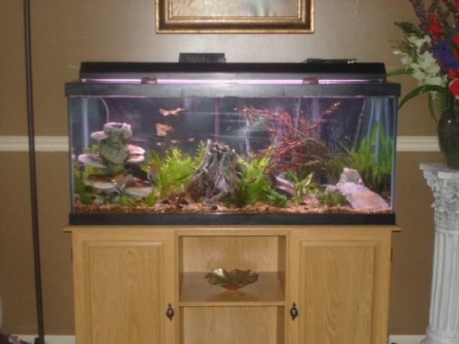 75 gallons freshwater fish tank (mostly fish and non-living decorations) - 75 gall. freshwater