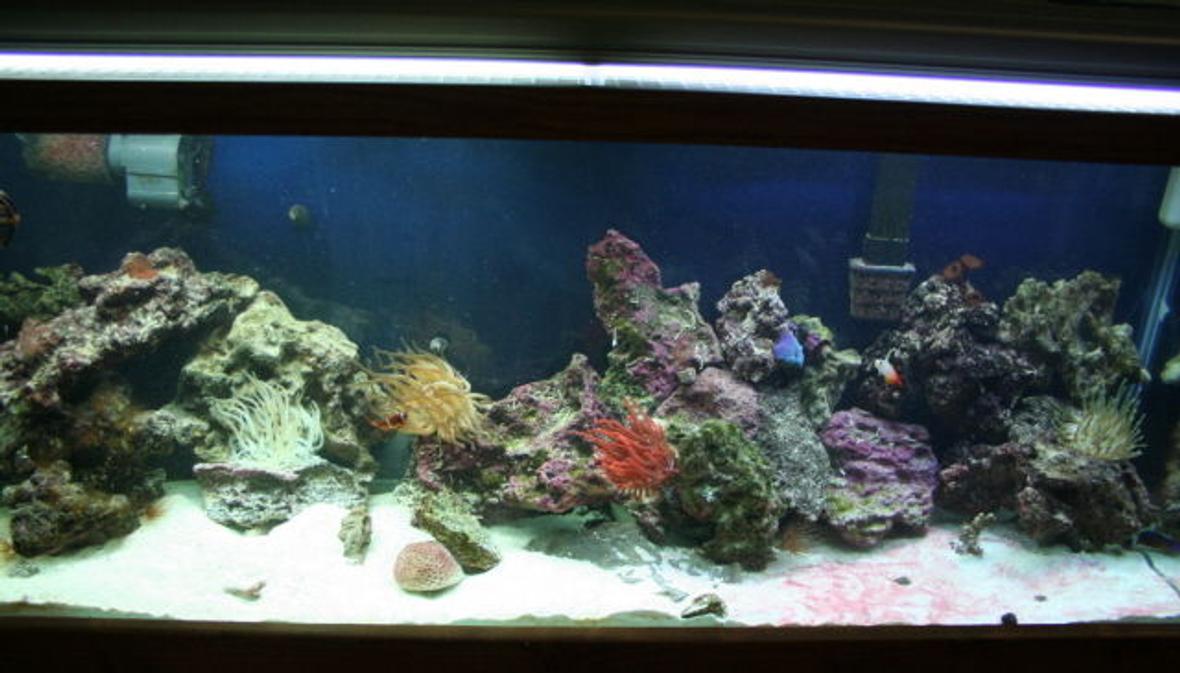 55 gallons reef tank (mostly live coral and fish) - My first salt tank