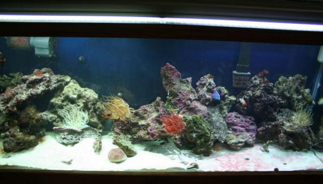 55 gallons reef tank (mostly live coral and fish) - My first salt tank
