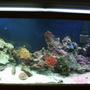 55 gallons reef tank (mostly live coral and fish) - My first salt tank