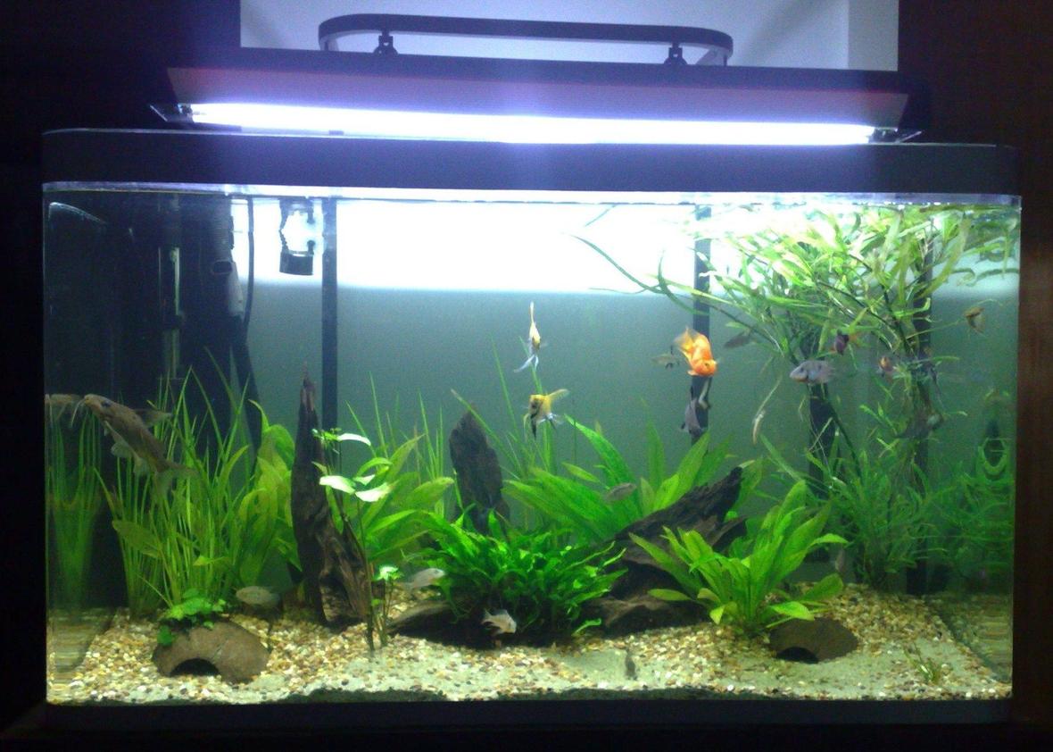 360 gallons planted tank (mostly live plants and fish) - Work in progress. I have gone for a lake/amazon look. Osaka 90 Litre.