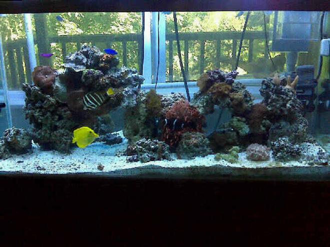80 gallons reef tank (mostly live coral and fish) - 80 Gallon tank:

55 gallon sump with refugium
(2) 400 watt Metal Halide
(2) Atinic t5
Protein Skimmer
(2) Phosban Reactor 150

100+ pounds of live rock

Fish:
(1) Sailfin Tang
(1) Yellow Tang
(1) Maroon Clown
(1) Fridmani 
(1) Snowflake Eel
(1) Blue Damsel
(5) Green Chromis
Lots of Crabs and Snails!!!

Corals:
Rose Bulb Anemone
Long tentacle tip rose Anemone
Elegance Coral
Mushroom Coral - Bullseye 
Mushroom Coral - Frilly Green    	   	  
Mushroom Coral - Fuzzy Grass 
Mushroom Coral - Green Hairy
Mushroom Coral - Green Rhodactis
Mushroom Coral - Blue    	
Mushroom Coral - Blue Spotted 	
Mushroom Coral - Blue Stripe 
Mushroom Coral - Striped Green Metallic
Leather - Finger
Green Star Polyp
Xenia - Blue Anthelia
Yellow Polyps
Zoos - Brown
Zoos - Green Center Button Polyps
Zoos - Orange
Zoos - Orange Rim
Tube Coral, Orange
Birdsnest Coral - Pink
Horn Coral, Fluorescent 
Cup Coral, Turbinaria
Montipora Coral, Encrusting, Green
Tooth Coral