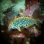 saltwater fish - macropharyngodon meleagris - leopard wrasse stocking in 90 gallons tank - nice lepord wrasse