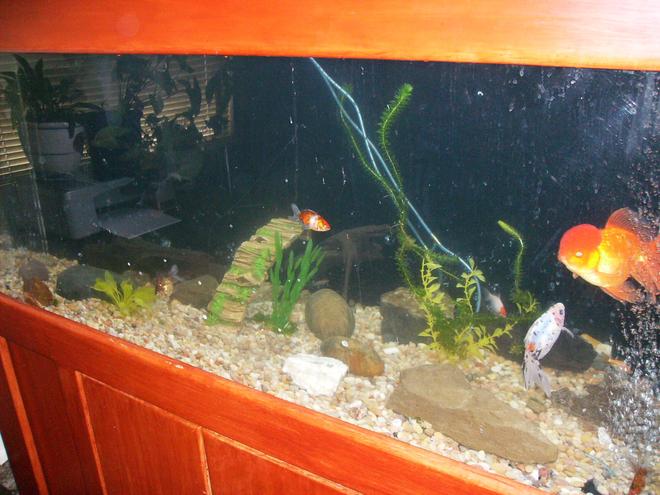 125 gallons freshwater fish tank (mostly fish and non-living decorations) - 125 gold fish tank