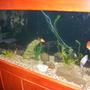 125 gallons freshwater fish tank (mostly fish and non-living decorations) - 125 gold fish tank