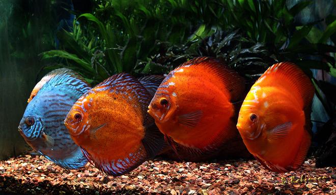 freshwater fish - symphysodon sp. - red marlboro discus stocking in 180 gallons tank - Some of the fish I put pictures of here a couple of years ago have gotten quite big now.