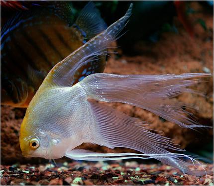 freshwater fish - pterophyllum sp. - gold veil angel stocking in 180 gallons tank - Full Grown Gold Veil Angel. He is about 12 inches high all opened up.