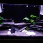 28 gallons freshwater fish tank (mostly fish and non-living decorations) - 125L tank