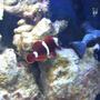 saltwater fish - premnas biaculeatus - yellowstripe maroon clownfish stocking in 20 gallons tank - Yellow Strip Maroon Clown