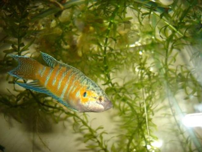 freshwater fish - macropodus opercularis - blue paradise stocking in 70 gallons tank - paradis gourami