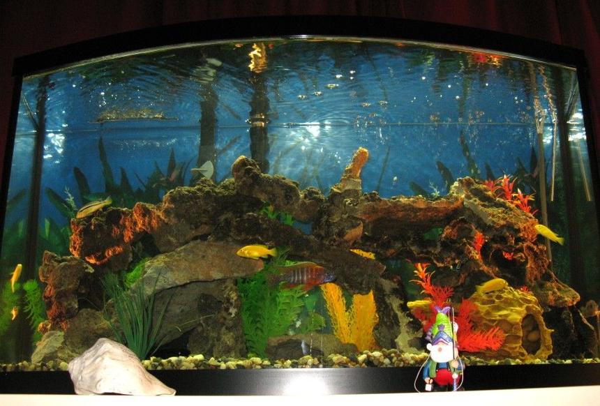 Rated #2392: 46 Gallons Freshwater Fish Tank - My first Cichlid tank
