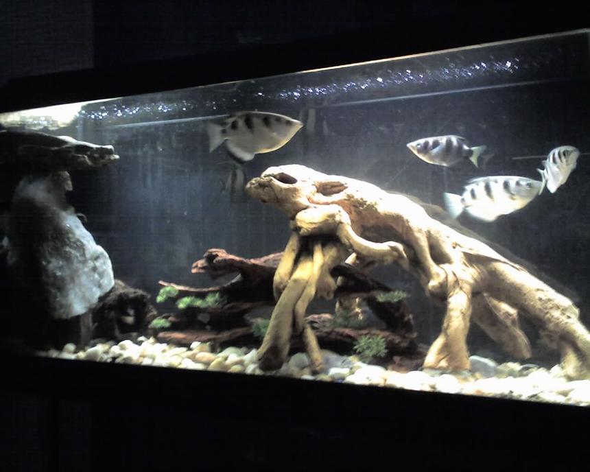 Rated #2083: 5 Gallons Freshwater Fish Tank - 55 gallon tank 4 archers