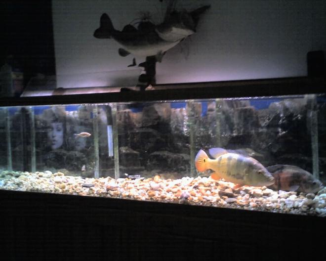5 gallons freshwater fish tank (mostly fish and non-living decorations) - 120 gallon with tiger oscar (6yrs) and peacock bass (2.5yrs)