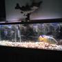 5 gallons freshwater fish tank (mostly fish and non-living decorations) - 120 gallon with tiger oscar (6yrs) and peacock bass (2.5yrs)