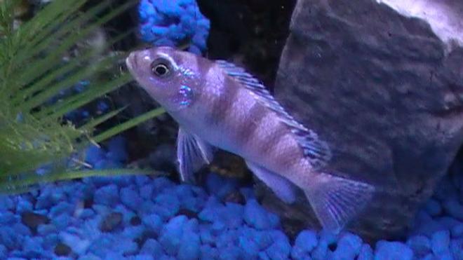 freshwater fish - metriaclima lombardoi - kenyi cichlid stocking in 29 gallons tank - My Chilclid