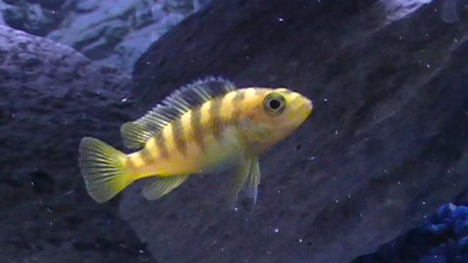 freshwater fish - metriaclima lombardoi - kenyi cichlid stocking in 29 gallons tank - My yellow chiclid