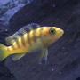 freshwater fish - metriaclima lombardoi - kenyi cichlid stocking in 29 gallons tank - My yellow chiclid