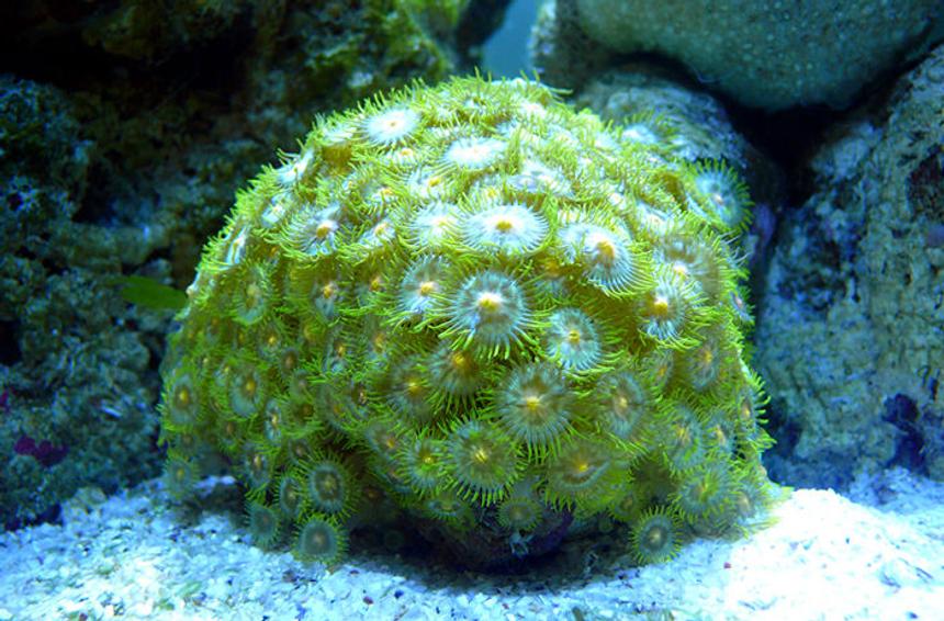 Rated #7: Corals Inverts - Zoanthus Sp. - Colony Polyp Stocking In 30 Gallons Tank - Green Button Polyps (Zoanthus sp.)