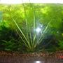 fish tank picture - water sprite and killifish