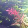 fish tank picture - Rotala macranda