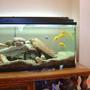 fish tank picture - Cichlids feeding