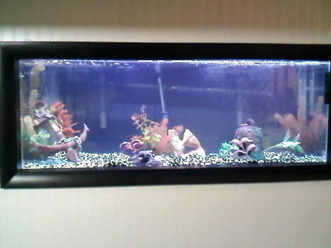 55 gallons freshwater fish tank (mostly fish and non-living decorations) - fish tank