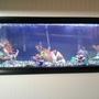 55 gallons freshwater fish tank (mostly fish and non-living decorations) - fish tank