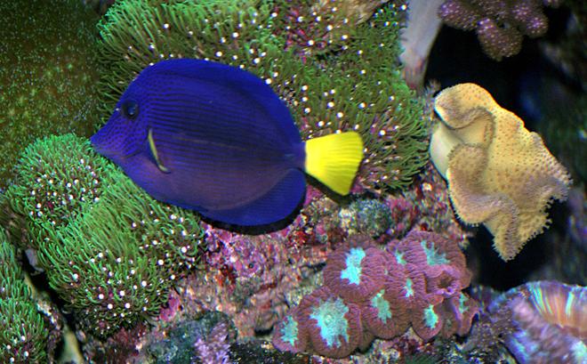 saltwater fish - zebrasoma xanthurum - purple tang stocking in 180 gallons tank - purple tang and GSP