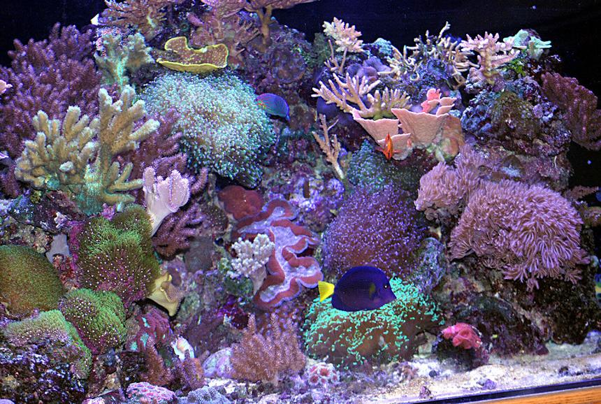 Rated #4: 180 Gallons Reef Tank - right side of 180 pentagon