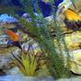 freshwater fish - labidochromis caeruleus - electric yellow cichlid stocking in 200 gallons tank - Cichlids