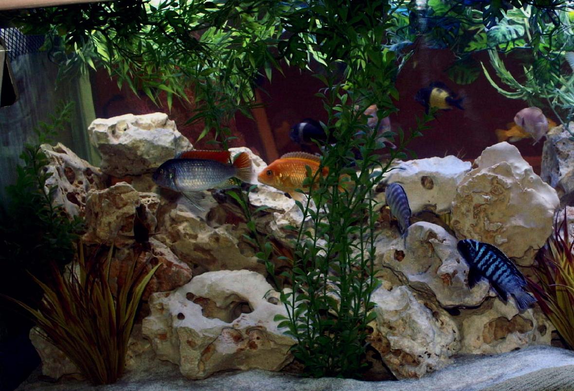 freshwater fish - copadichromis borleyi - yellowfin borleyi cichlid stocking in 200 gallons tank - My favorite shot. More to follow.