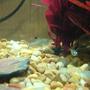 freshwater fish - corydoras elegans - elegans cory cat stocking in 10 gallons tank - The Cory's