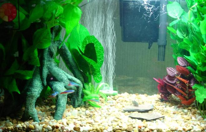 freshwater fish - paracheirodon innesi - neon tetra jumbo stocking in 10 gallons tank - Just another pic only neon's and Cory's.