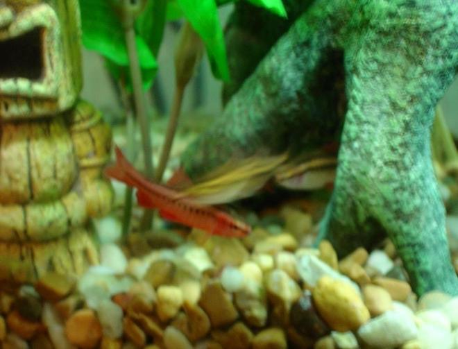 freshwater fish - puntius titteya - cherry barb stocking in 10 gallons tank - The Cherries.