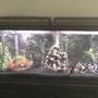 fish tank picture - 55gal