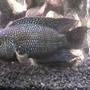 freshwater fish - nandopsis octofasciatum - jack dempsey stocking in 55 gallons tank - jack dempsey