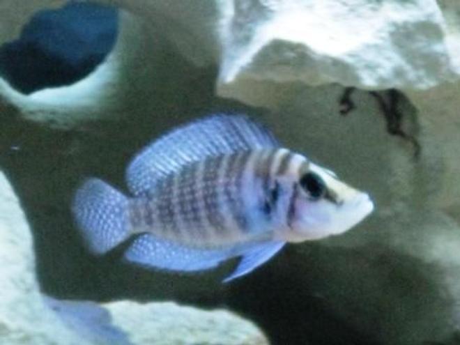 freshwater fish - altolamprologus calvus - calvus stocking in 75 gallons tank - Black Calvus
