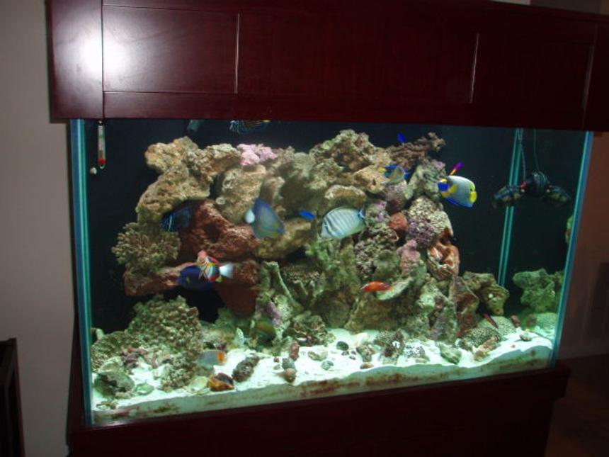 Rated #9: 150 Gallons Saltwater Fish Tank - Angelic