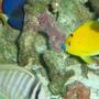 saltwater fish - centropyge flavissima - lemonpeel angelfish stocking in 150 gallons tank - Flagfin, Purple and Red Sea Sailfin Tangs