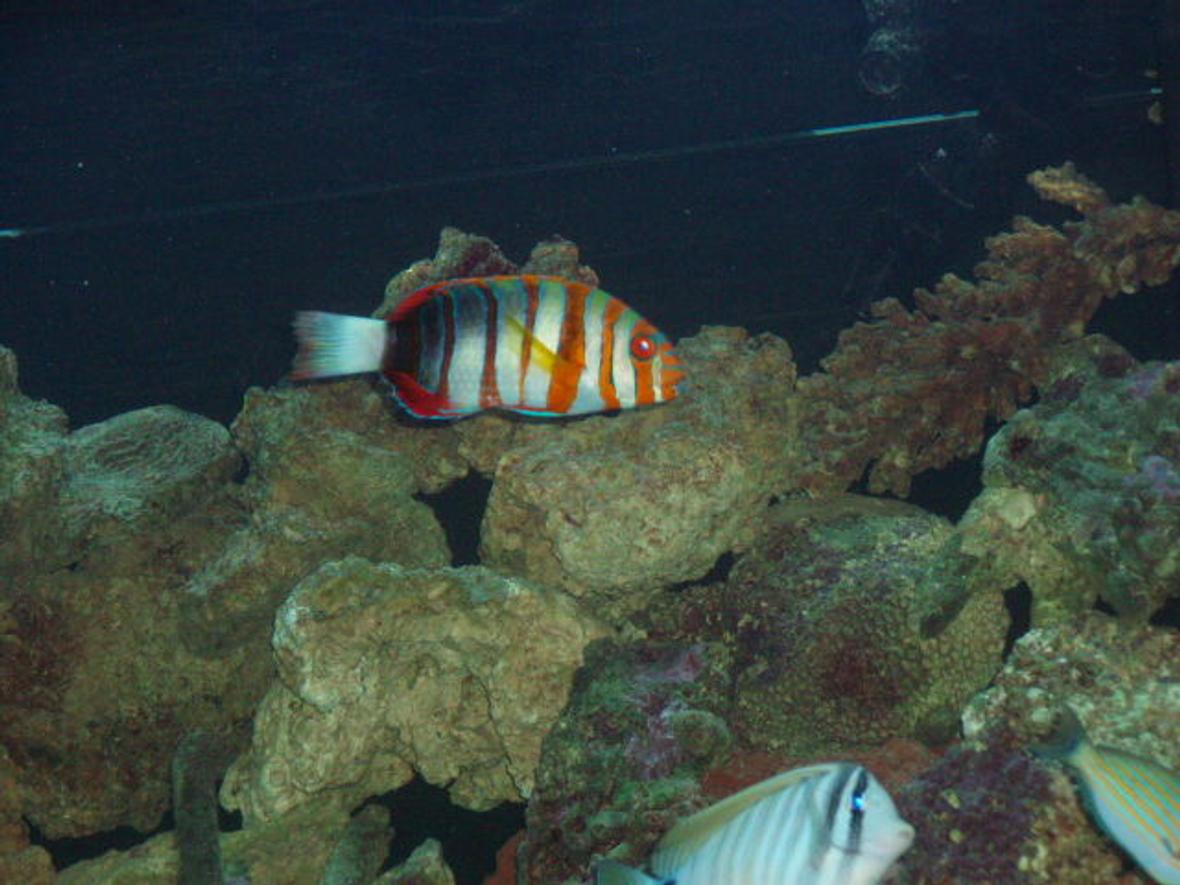 saltwater fish - choerodon fasciatus - harlequin tusk stocking in 150 gallons tank - The Beast