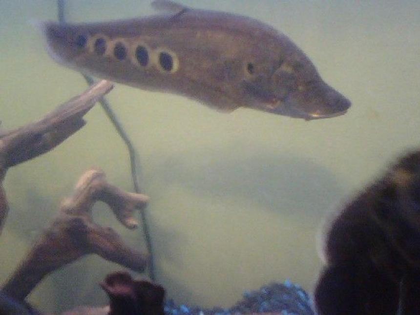 Rated #233: Freshwater Fish - Notopterus Chitala - Clown Knife Fish Stocking In 80 Gallons Tank - clown knif