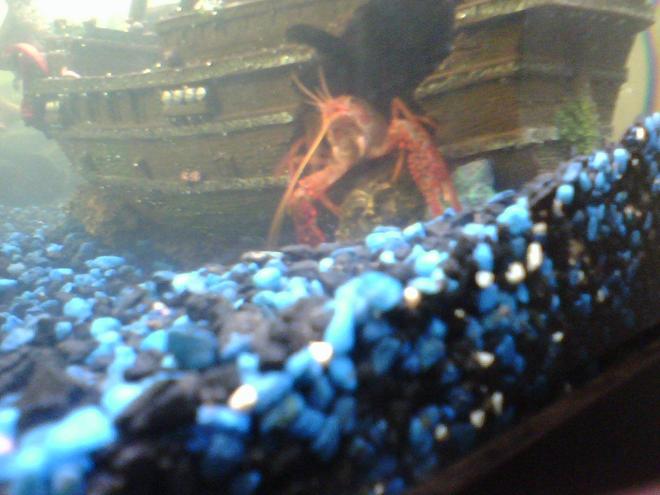 corals inverts - enoplometopus sp. - reef lobster, red hawaiian stocking in 80 gallons tank - lobster