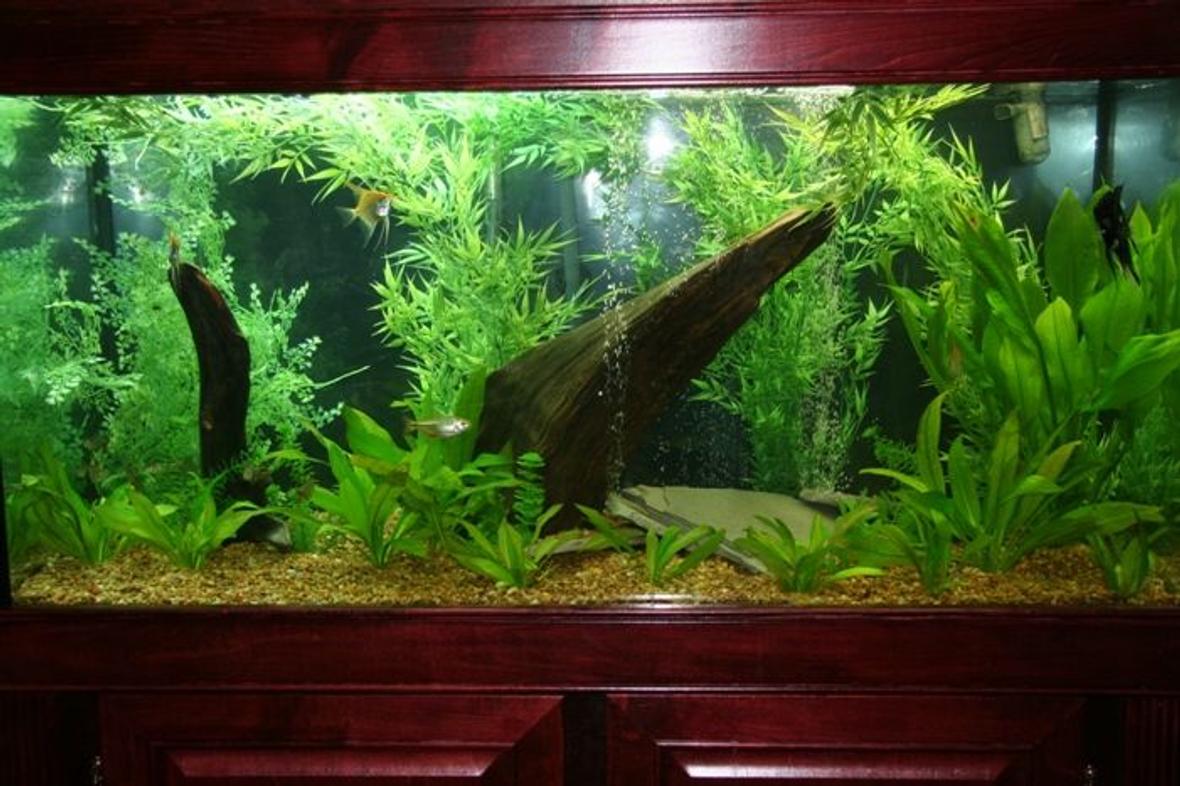 95 gallons planted tank (mostly live plants and fish) - south american tank just reset. The plants are filling inn inn the foreground.