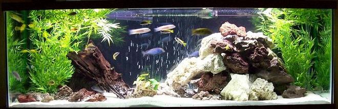 110 gallons freshwater fish tank (mostly fish and non-living decorations) - 110 gal rearanged